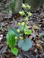 湖北五峰：让兰花在山野间自由绽放