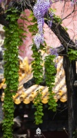 美不胜收！来看故宫的紫藤花开
