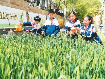  临近立夏，小麦已进入抽穗扬花期。近日，山东省青岛市市北区平安路第二小学的学生给小麦浇水。 王海滨摄（人民视觉）