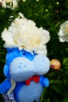 “五月花神”降临花园 芍药季盒马玩起了簪花