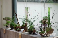 上海植物园小微盆景展开幕，“五一”限定非遗精品亮相