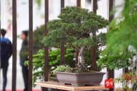 “五一”假期来南京伊刘花卉市场赏盆景雅韵