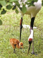 在岭南，与鹤共舞