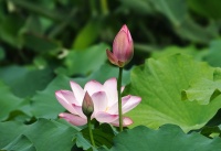 初夏池塘花开美