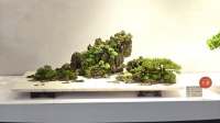 江北盆景斩获世园会盆景专项竞赛两项“大奖”