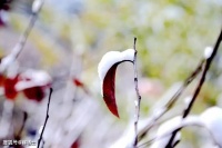 【荐读】好心态是治愈一切的良药