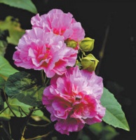 水木芙蓉 相映成趣（把自然讲给你听）