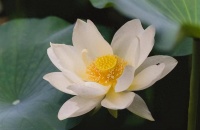 人老了，别留钱给子孙，留以下几样东西，才是家庭的福气