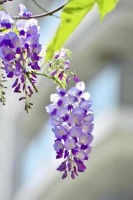 【文苑】紫藤花