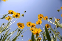 “盛夏”（22） | 上游主题摄影征稿作品展——何晓蓉作品