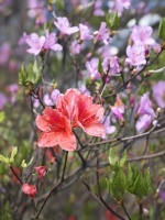 组图｜花花世界，心生欢喜