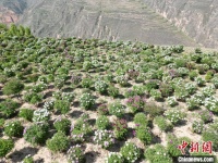 兰州千亩梯田上的紫斑牡丹次第盛开