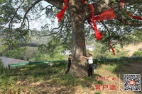 十堰这棵香樟树，已经418岁了！