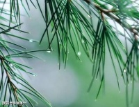 【古诗词鉴赏】宋代词人欧阳修《临江仙·柳外轻雷池上雨》词赏析