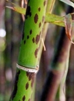 [细说红楼]绛珠仙草是什么“草”？