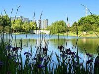 来闵行遇见梵高的挚爱！TA开了，低调而美丽……