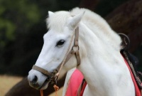 奎木狼一难，若白龙马没拉老猪，他会回高老庄？玉帝：有人会抽他