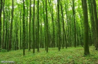 【古诗词鉴赏 】宋代词人李清照《小重山·春到长门春草青》词赏析