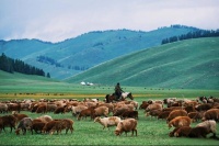 “开心时就读余华，不开心就读李娟”