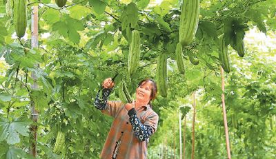 近日，在广西壮族自治区北海市合浦县廉州镇杨家山村蔬菜种植基地，农民在采摘苦瓜。 林启波摄（人民视觉）