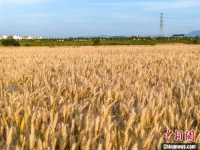 安徽贵池：麦穗摇曳 绘制田园丰收画卷