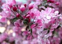 诗词丨人间有情深几许，最美不过是宋词！