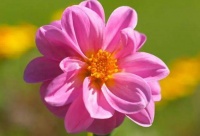 中年以后，一个女人身上出现这3个征兆，就是旺自己的开始