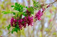 【古诗词鉴赏】宋代诗人晁补之《陌上花八首·其一》诗赏析