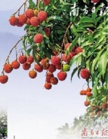 五月荔枝红 情愫满枝头