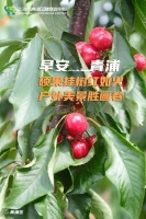 早安青浦丨硕果挂树红如火，户外美景胜画卷