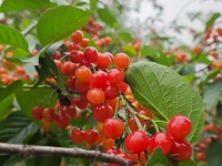 诫子书摘录（一）