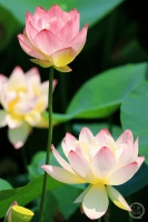 “盛夏”（83） | 上游主题摄影征稿作品展——朱志宏作品