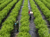 “盛夏”（88） | 上游主题摄影征稿作品展——罗川作品