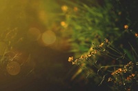 60句静心的古诗词，适合一个人时，静静的读