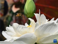 福州迎来赏荷季