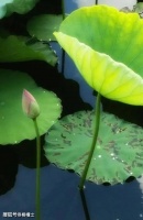 【高考备考】2024届高考名校5月模考试题分类汇编古代诗歌鉴赏汇编