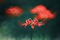 6年书评作者，转型家庭教育父母心理陪跑，原因只有一个