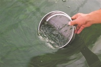 小小螺旋藻 载药治胃病