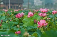 原来这叫：荷花定律、竹子定律、金蝉定律