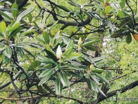 图集 | 开得正美！它被唤作树上“荷花”，天天见你却不一定认识