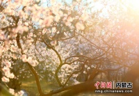 百花盛开科右前旗