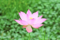 李白笔下的夏日，时光清浅，岁月如莲