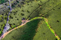 “非遗茶空间”里的“茶生活”