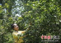 云茶之“颂”丨百年老字号李记谷庄再闯欧洲