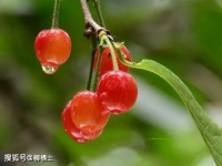 【高考作文】材料作文“感性”“理性”审题分析与例文导写