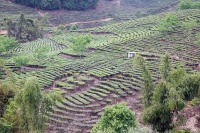 一线调研｜云南景东：“一片叶子”的富民实践