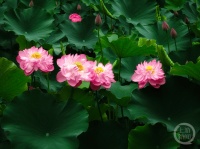 “盛夏”（130） | 上游主题摄影征稿作品展——龚世红作品