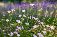 在苏州北太湖畔，赴一场花海