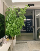 我妈常说 “客厅有树，十有九富”！适合客厅放的6种树，“富贵人家”都爱养！