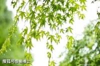 王维笔下的夏天：清新迷人，写尽夏日田园风情